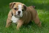 Filhote: Bulldog Inglês possui energia de sobra nos primeiros meses de vida