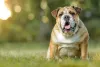Buldogue Inglês: personalidade da raça é única e apaixonante