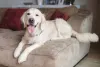 O Golden Retriever pode ser uma escolha para morar em apartamento