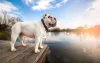 Saber como será a convivência com o pet é tão importante quanto descobrir o valor do Bulldog Inglês
