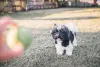 O filhote de Poodle preto e branco vai adorar correr atrás de bolinhas