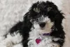 Poodle filhote preto e branco tem a pelagem mais áspera e cachos mais longos