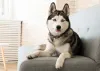 O Husky Siberiano pode ser muito independente
