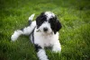 A mistura do Poodle Preto com o Old English Sheepdog gera um vira-lata peludinho e que não deixa de ser muito fofo