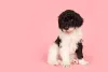 Poodle preto e branco filhote sempre será resultado de misturas inusitadas, ou seja, não é uma raça pura