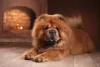 Os peludos da raça Chow Chow podem viver em apartamento