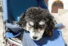 Poodle preto filhote: o padrão bicolor é resultado da mistura com o Old English Sheepdog