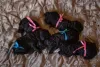 Uma ninhada cheia de filhote de Poodle preto é mais rara