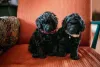 Filhote de poodle preto é sinônimo de fofura