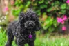 Filhote: poodle preto precisa de cuidados com a pelagem