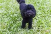 Poodle preto filhote parece que sorri para as fotos de tão fotogênico