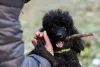 Poodle filhote preto fica uma graça