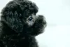 Filhote de poodle preto é uma fofura em qualquer ângulo
