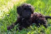 Tirar foto de filhote de poodle preto no quintal é um ótimo cenário!