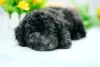 O Poodle preto filhote é muito amável