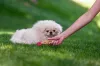 Raça de cachorro Pequinês: como não se apaixonar pelos filhotinhos?