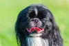 Raça Pequinês faz parte do grupo de cães braquicefálicos