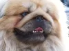 Cachorro da raça Pequinês precisa ser socializado desde cedo