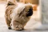 O cão imperial chinês Pequinês possui características marcantes