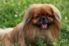 Cachorro: raça Pequinês pode aprender truques com treinamento positivo