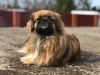 Raças de cachorro: Pequinês é muito conhecido por seu porte pequeno