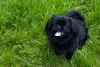 Cão ou cadela Pequinês costumam ser muito amigéveis com a famí­lia