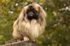 Raça Pequinês precisa de alimentação especí­fica para cães pequenos