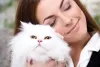 Gato Persa branco: preço da raça pode chegar a R$ 3.000