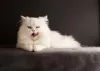 O gato Persa branco é amável e se dá muito bem com crianças e até outras espécies de animais