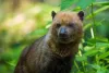 Peru, Venezuela, Colômbia, Equador e Guianas são alguns dos países que também abrigam o cachorro selvagem do Brasil