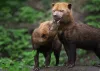 Cães selvagens: o cachorro selvagem brasileiro vive em matilhas de até dez indiví­duos