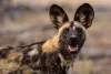 Dentre os cães, selvagem africano corre risco de extinção