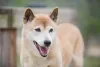 Uivo dos cães cantores é comparado com o canto da baleia-jubarte