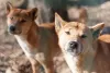 Estima-se que existam cerca de 300 cães cantores pelo mundo nos dias de hoje