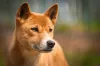 O cão selvagem australiano possui porte grande