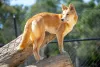 O cachorro selvagem australiano é conhecido por comer gado e atacar plantações