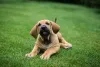 Fila Brasileiro filhote marrom