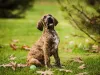 Fila Brasileiro filhote tigrado