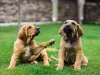 Dois filhotes de fila Brasileiro caramelos