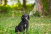Filhote de Fila Brasileiro preto