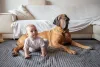 Fila Brasileiro castanho com bebê do lado