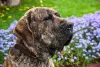 Fila Brasileiro tigrado