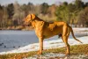 Fila Brasileiro caramelo visto de lado