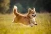 Ao comprar um Corgi, preço costuma ser elevado, ultrapassando R$5000