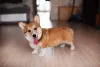 O cachorro da Rainha da Inglaterra tem pernas curtas e pode sofrer com sobrepeso