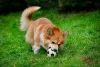 O Corgi tem um jeito atlético e instinto protetor típico de cão de pastoreio