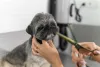Tosa bebê: Shih Tzu é uma das raças que pode fazer esse tipo de corte
