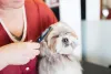 Tosa bebê: Lhasa é um dos cãezinhos que exala fofura com esse tipo de corte