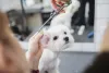 A tosa bebê é perfeita para cães bem peludinhos, como o Maltês