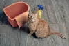 Como tirar cheiro de xixi de gato do ambiente? A escolha dos produtos certos pode ajudar